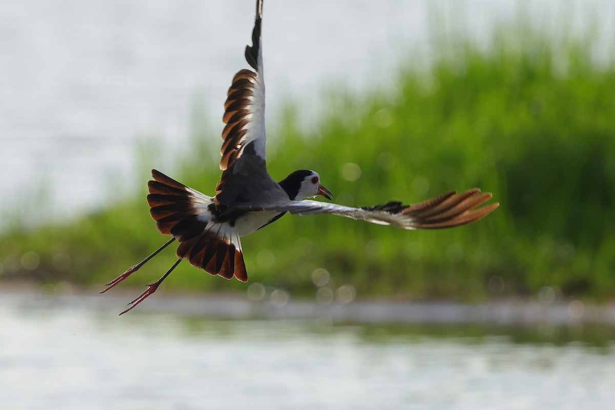 Long-toed Lapwing - ML645538320