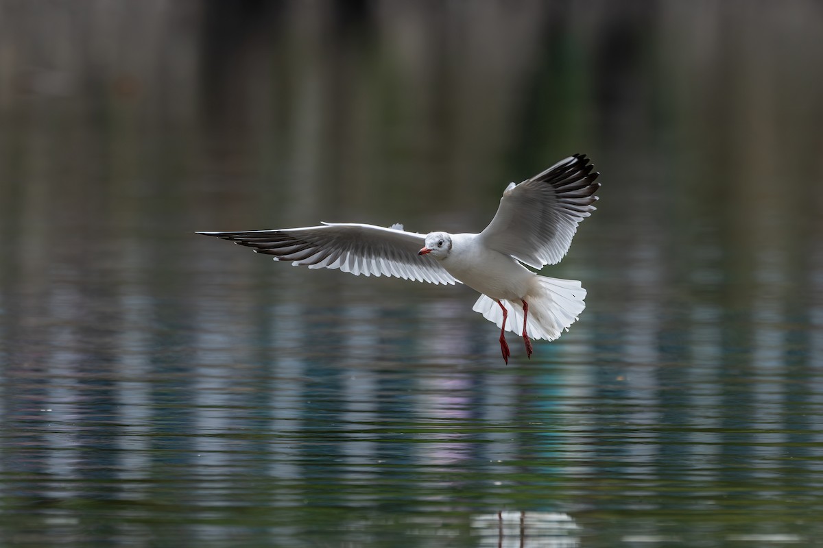 Black-headed Gull - ML645538321
