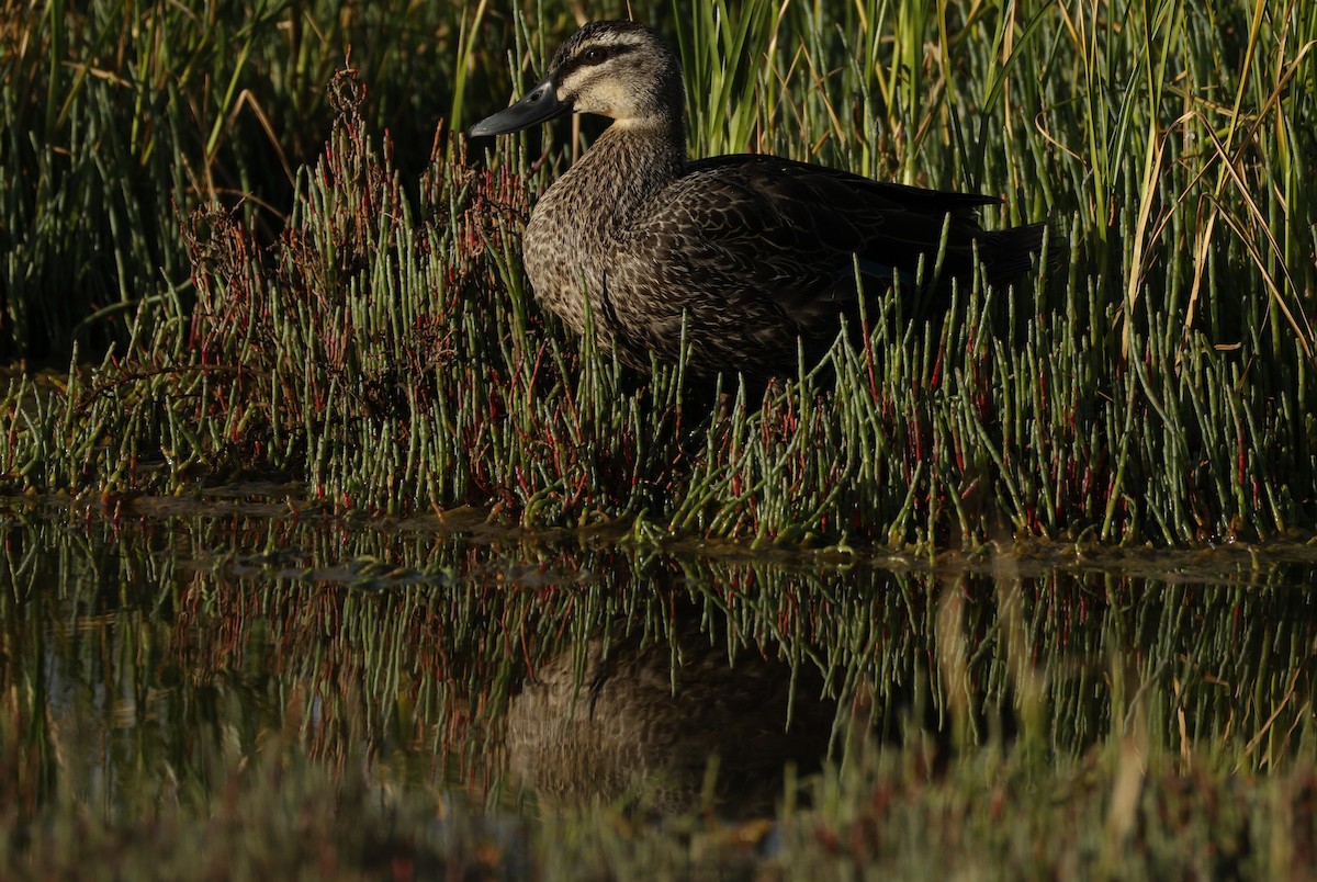 Pacific Black Duck - ML645538322