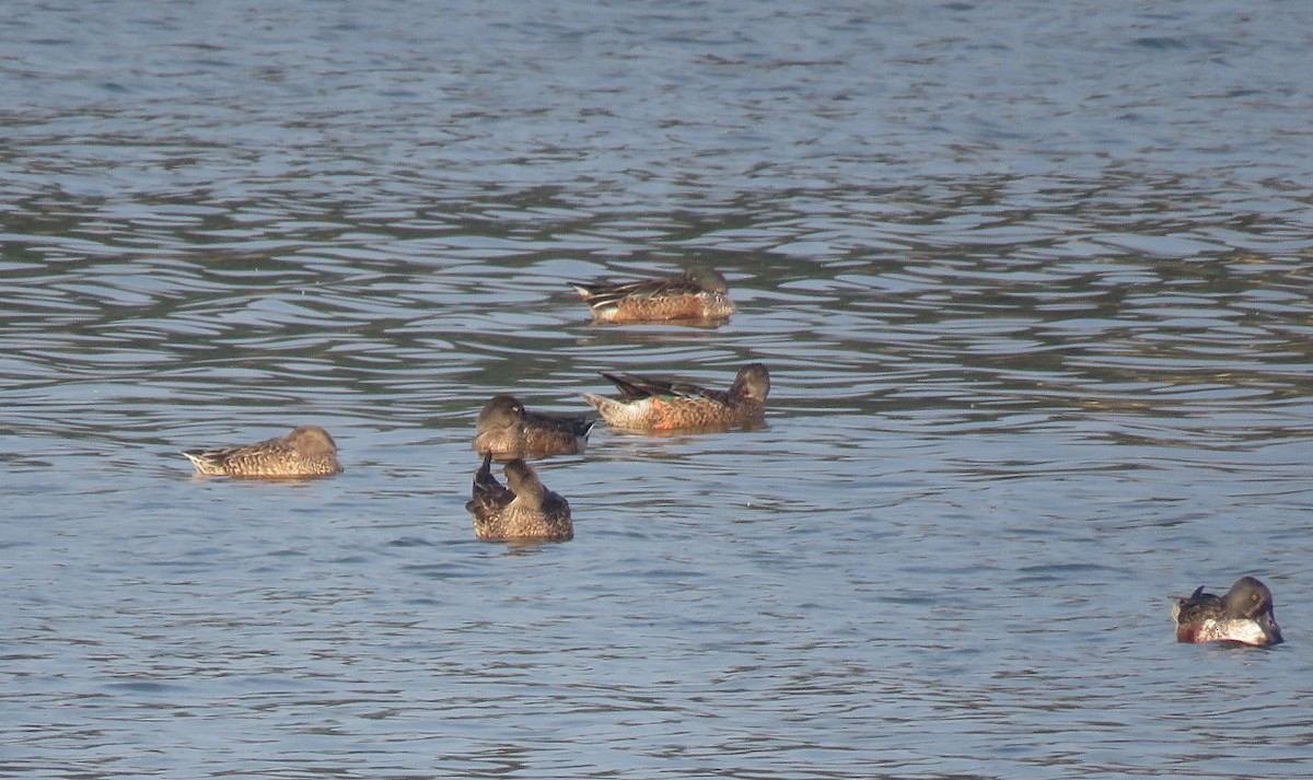 Northern Shoveler - ML645538323
