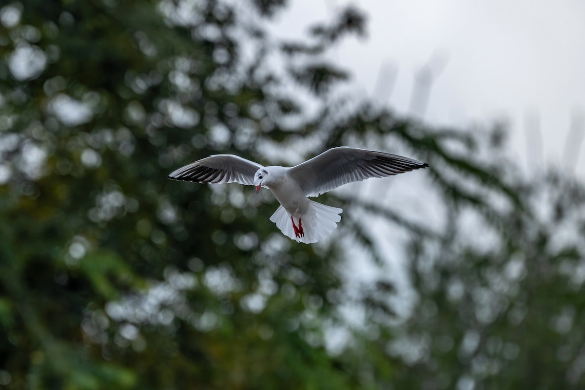Black-headed Gull - ML645538324