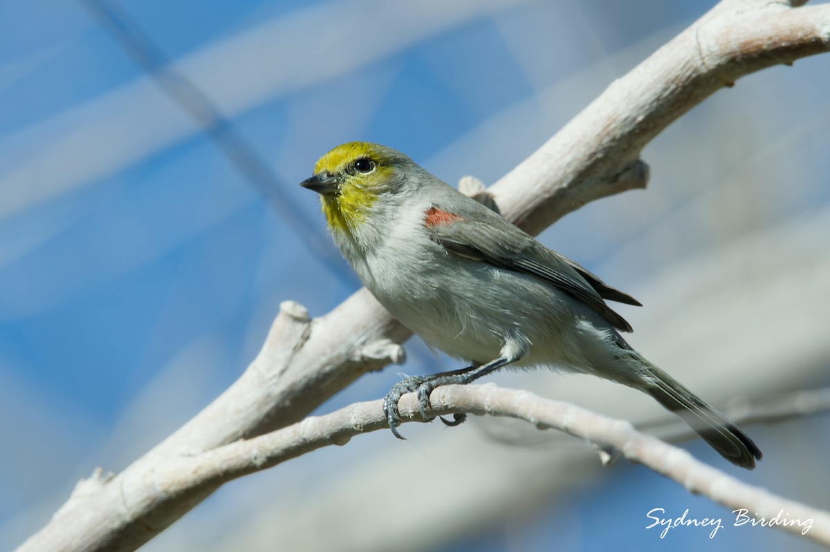 Verdin - ML645538325