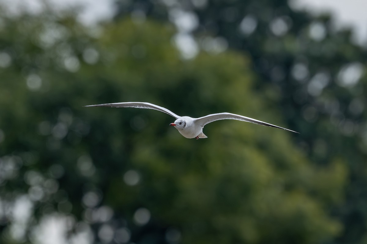 Black-headed Gull - ML645538326