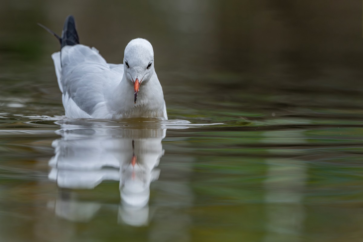 Black-headed Gull - ML645538327