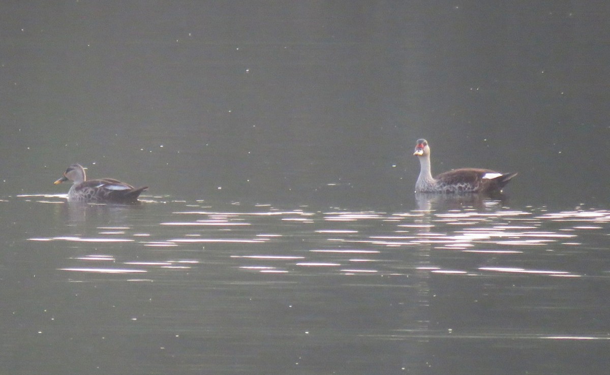 Indian Spot-billed Duck - ML645538329
