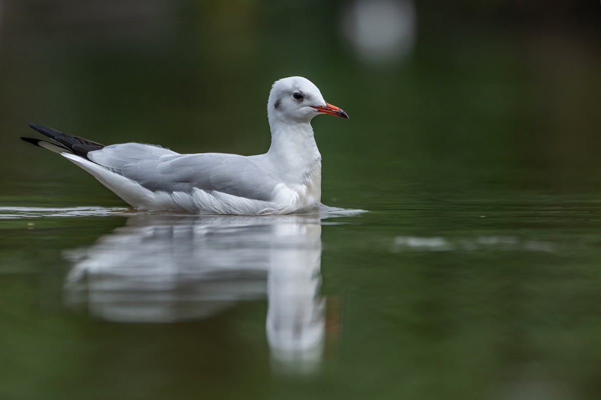 Black-headed Gull - ML645538330