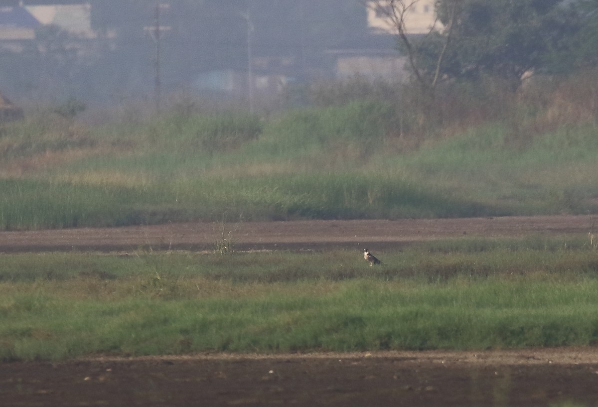 Peregrine Falcon (Shaheen) - ML645538331