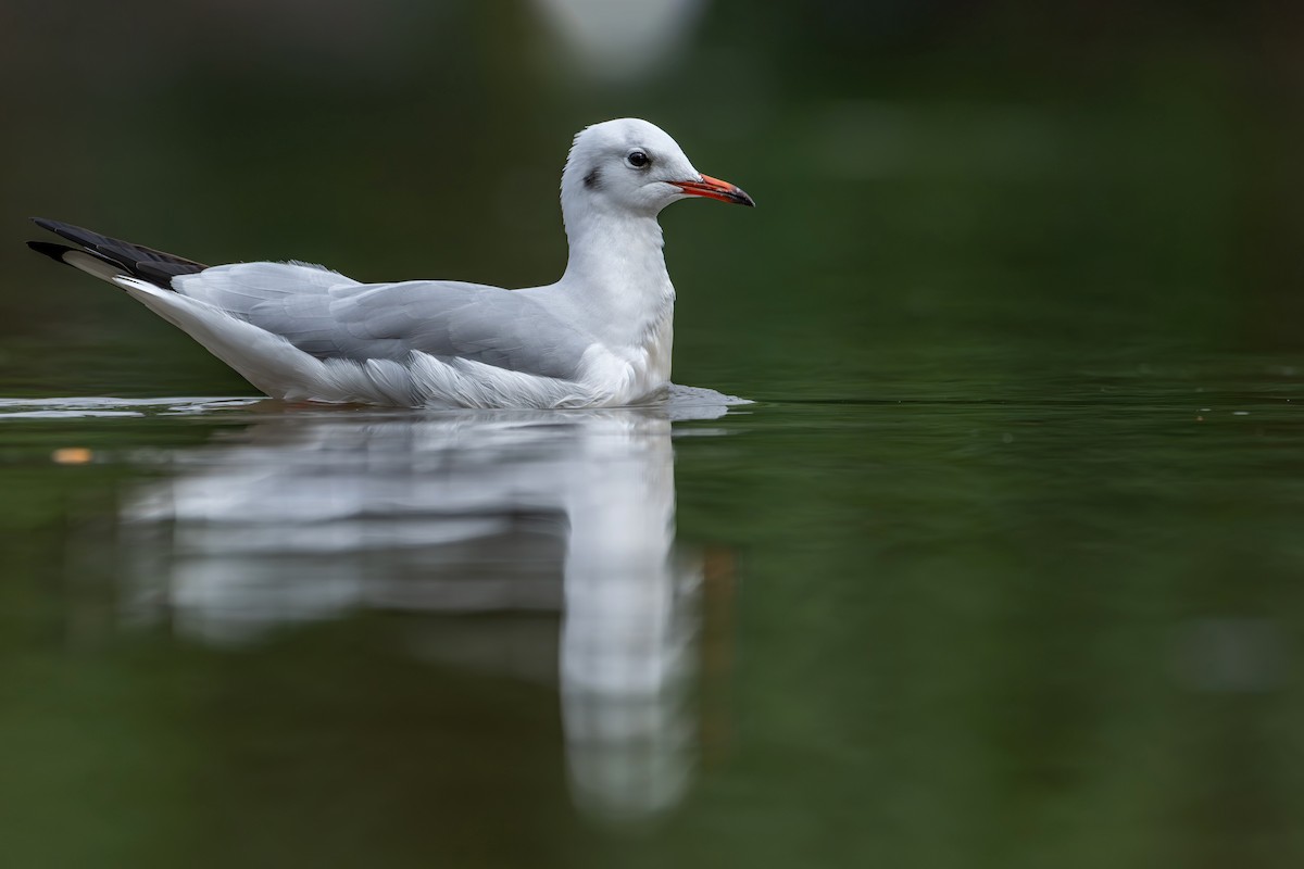 Black-headed Gull - ML645538332