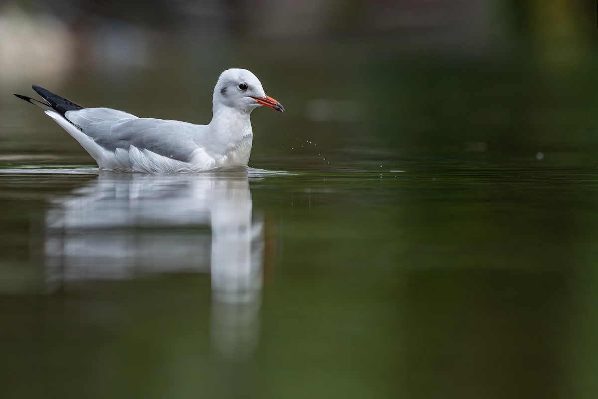 Black-headed Gull - ML645538334