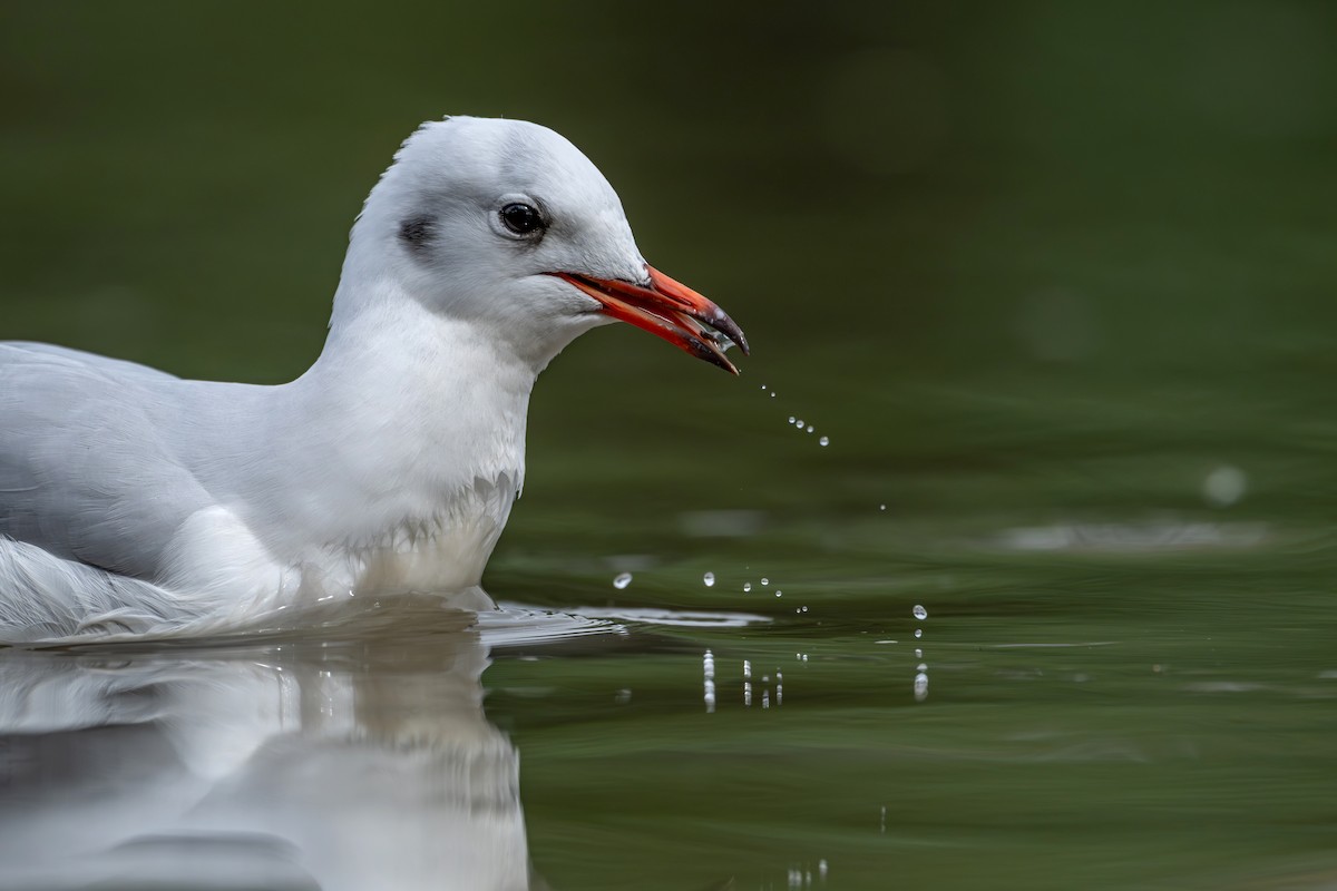 Black-headed Gull - ML645538335