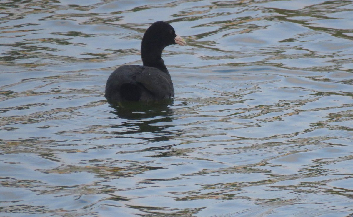 Eurasian Coot - ML645538338
