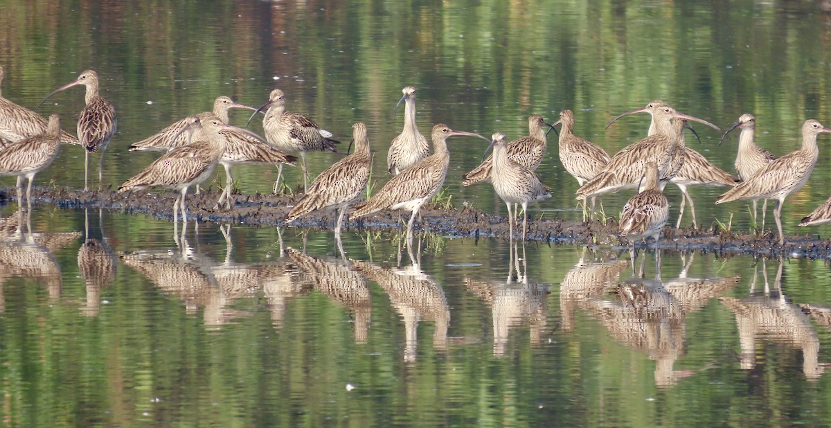Eurasian Curlew - ML645538340