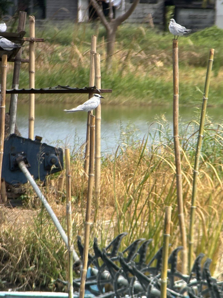 Whiskered Tern - ML645538343