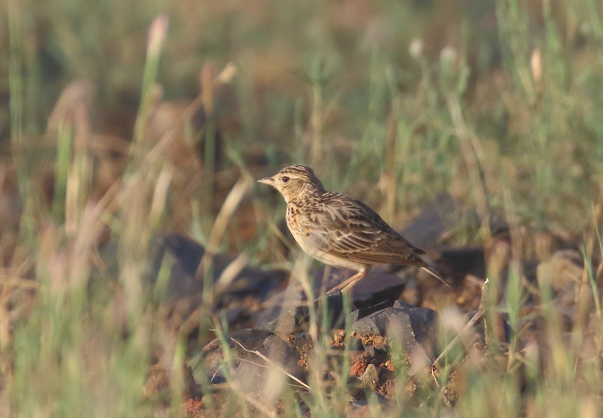 Oriental Skylark - ML645538347