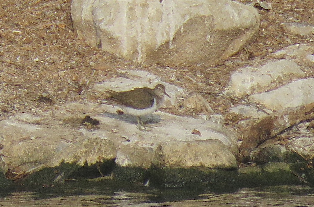 Common Sandpiper - ML645538348