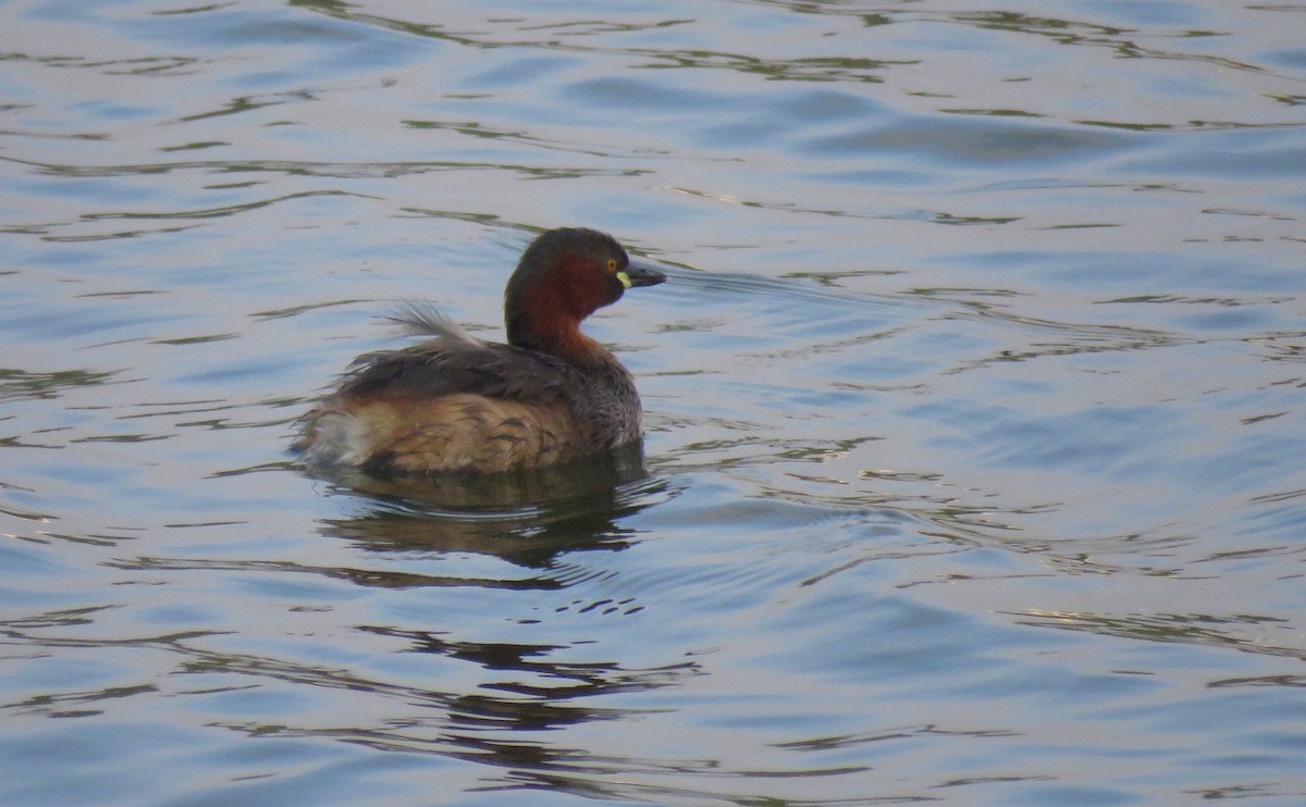 Little Grebe - ML645538350