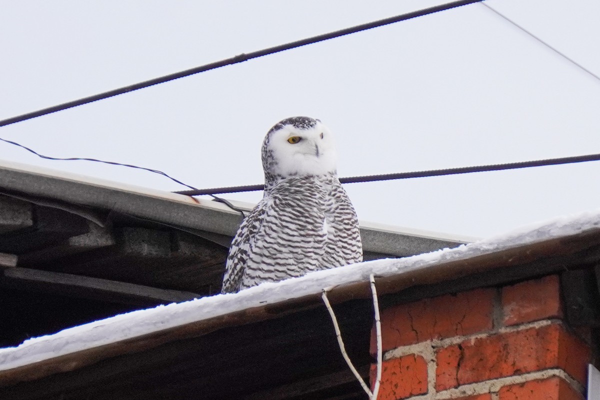Snowy Owl - ML645538351