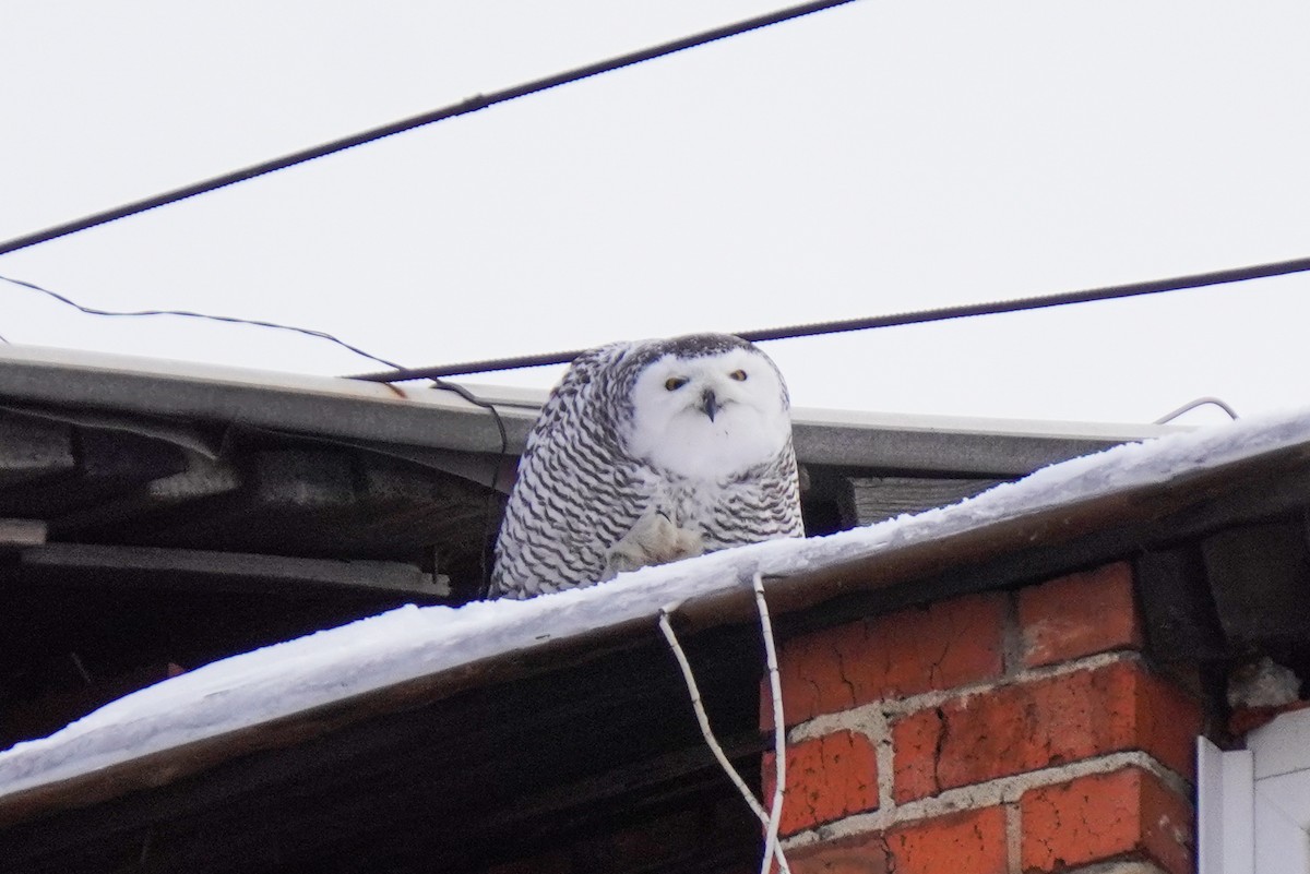 Snowy Owl - ML645538352
