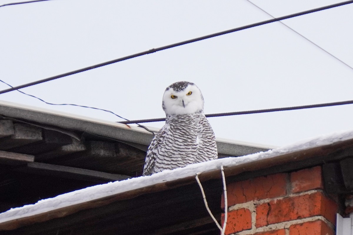 Snowy Owl - ML645538353