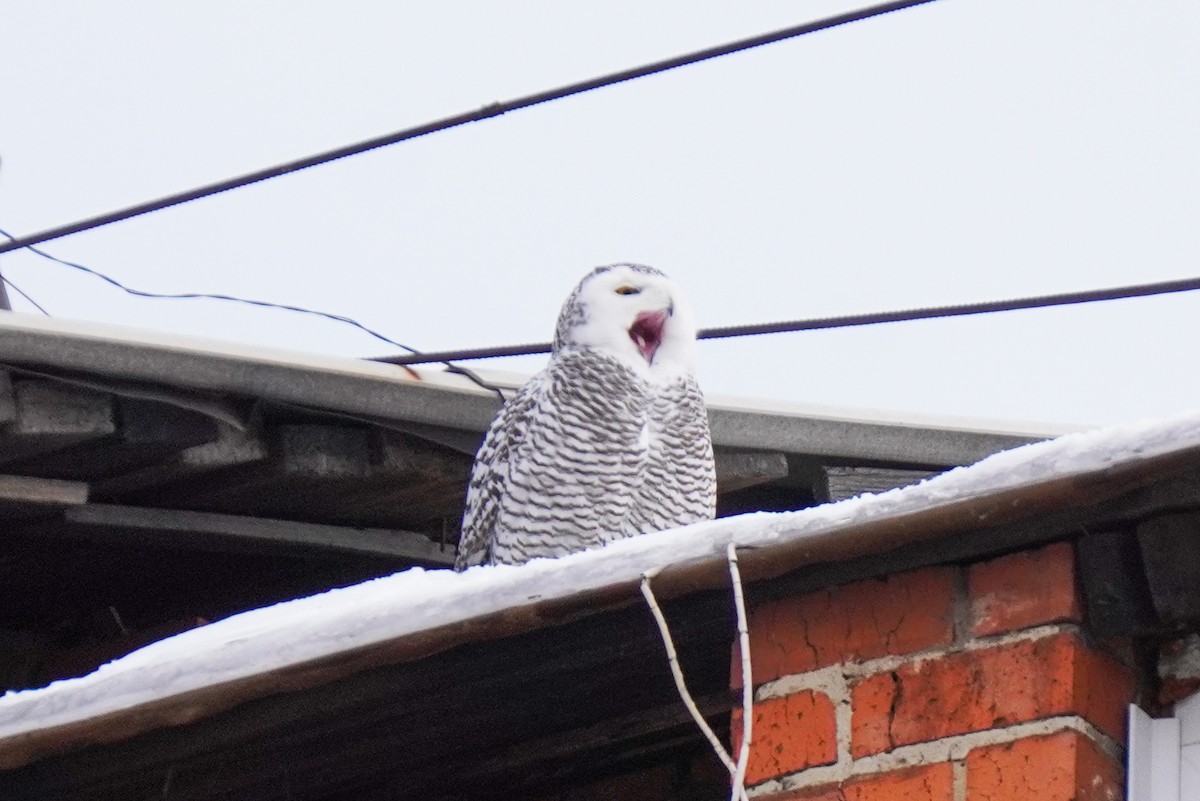 Snowy Owl - ML645538354