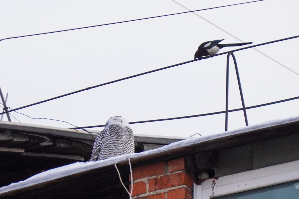 Snowy Owl - ML645538355