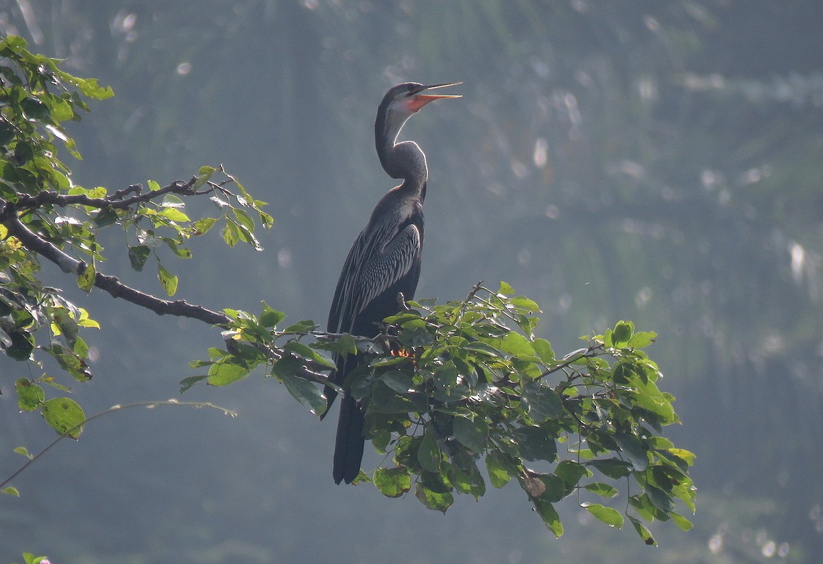 Anhinga roux - ML645538363