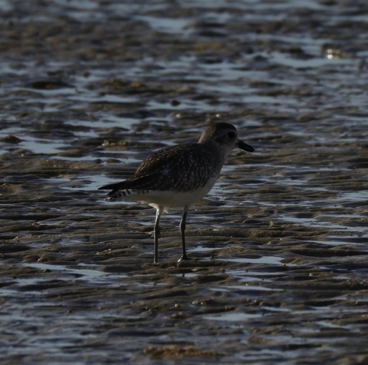 Chorlito Gris - ML645538371