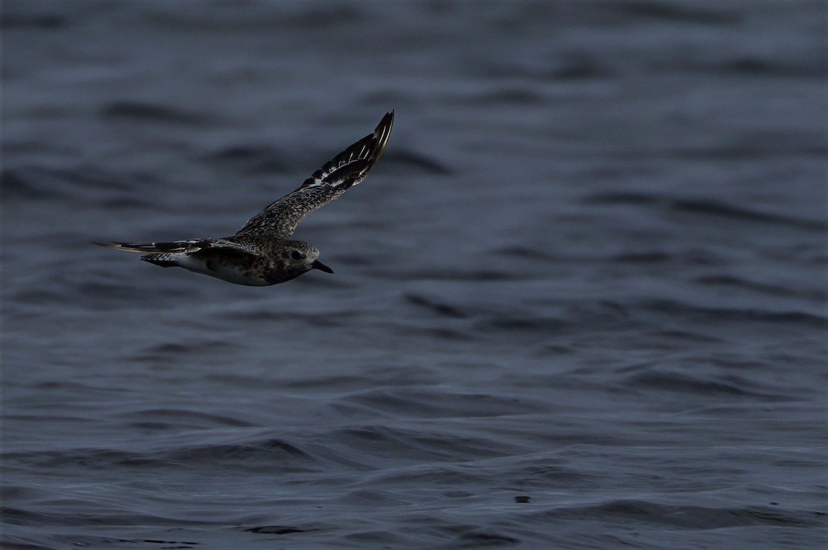 Chorlito Gris - ML645538373