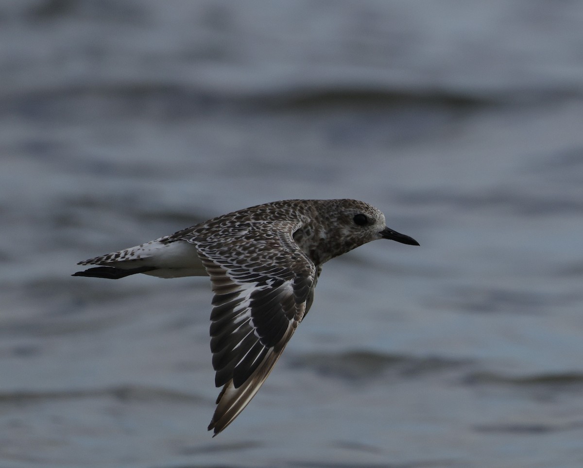 Chorlito Gris - ML645538374