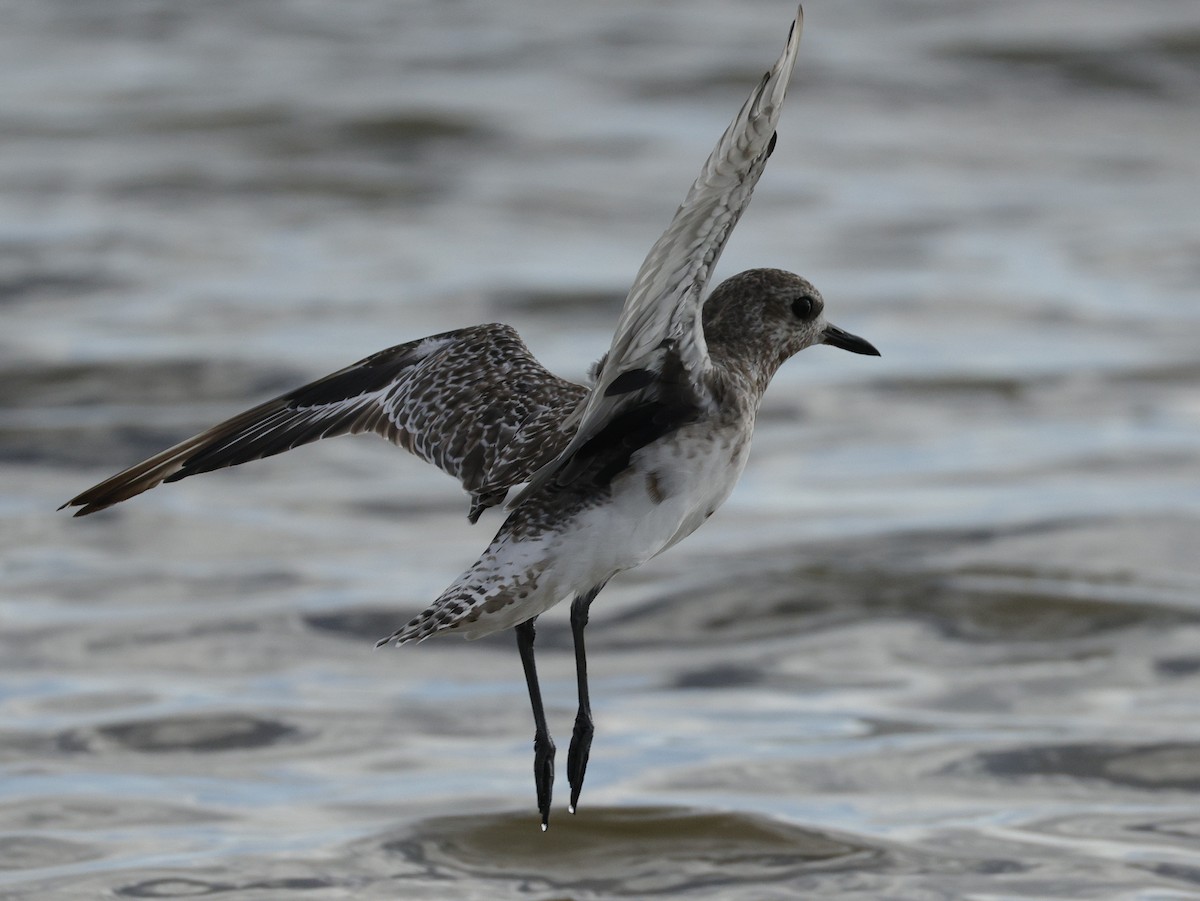 Chorlito Gris - ML645538375