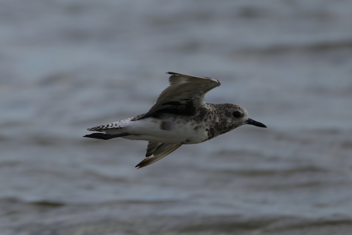 Chorlito Gris - ML645538376