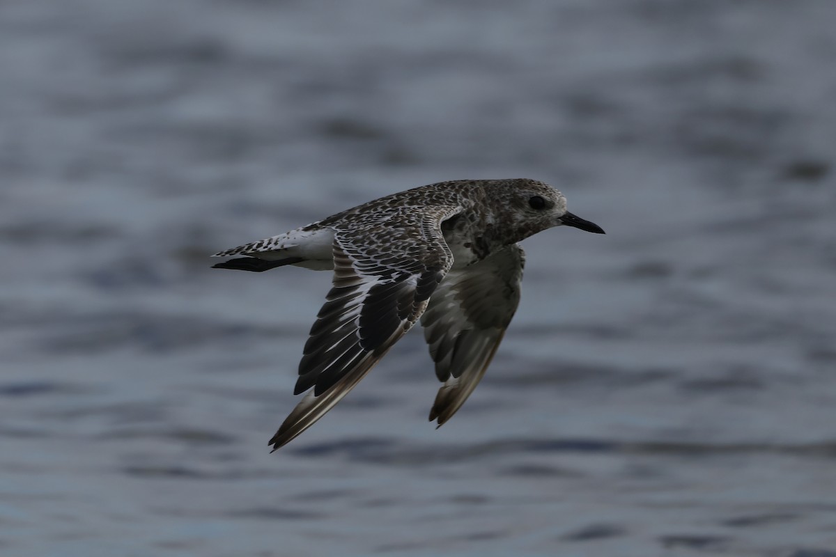 Chorlito Gris - ML645538377