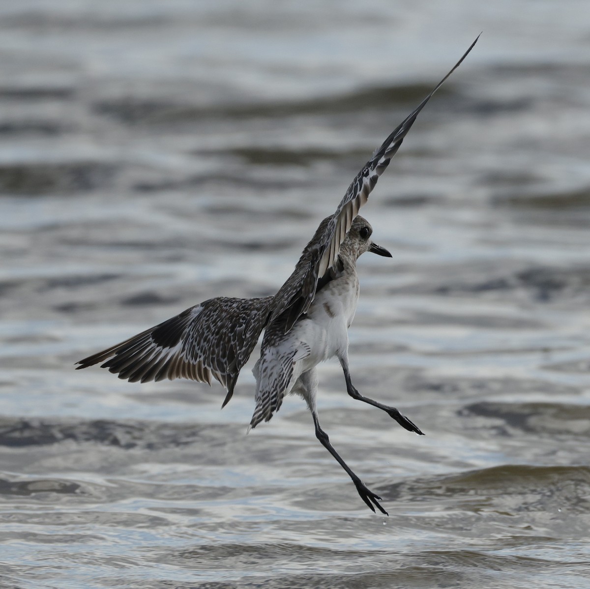 Chorlito Gris - ML645538378