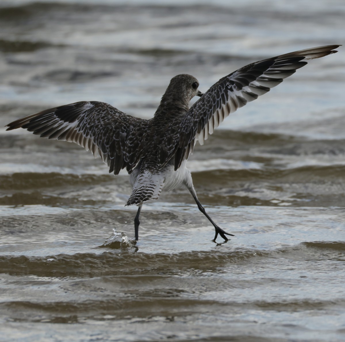 Chorlito Gris - ML645538379
