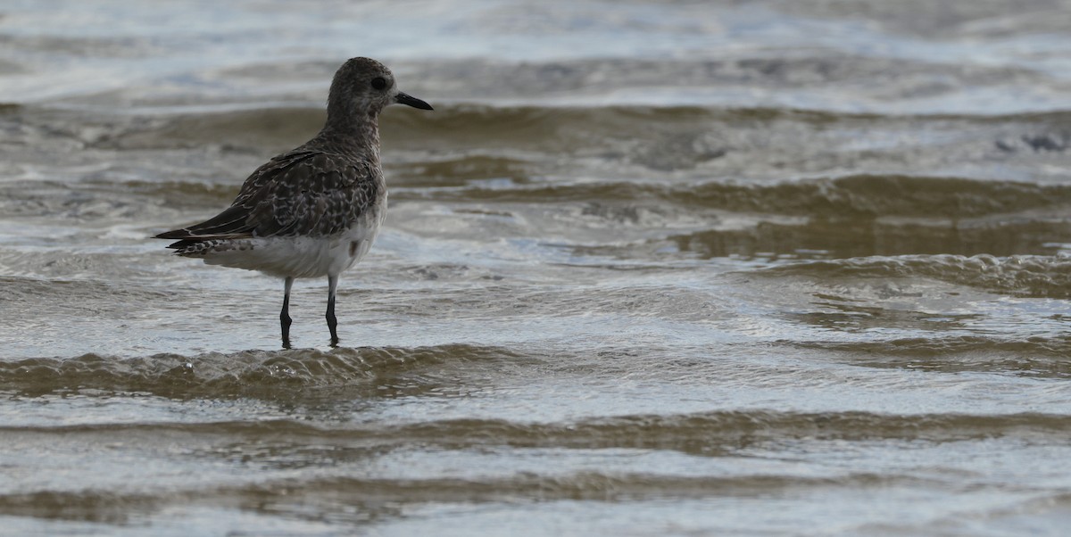Chorlito Gris - ML645538380