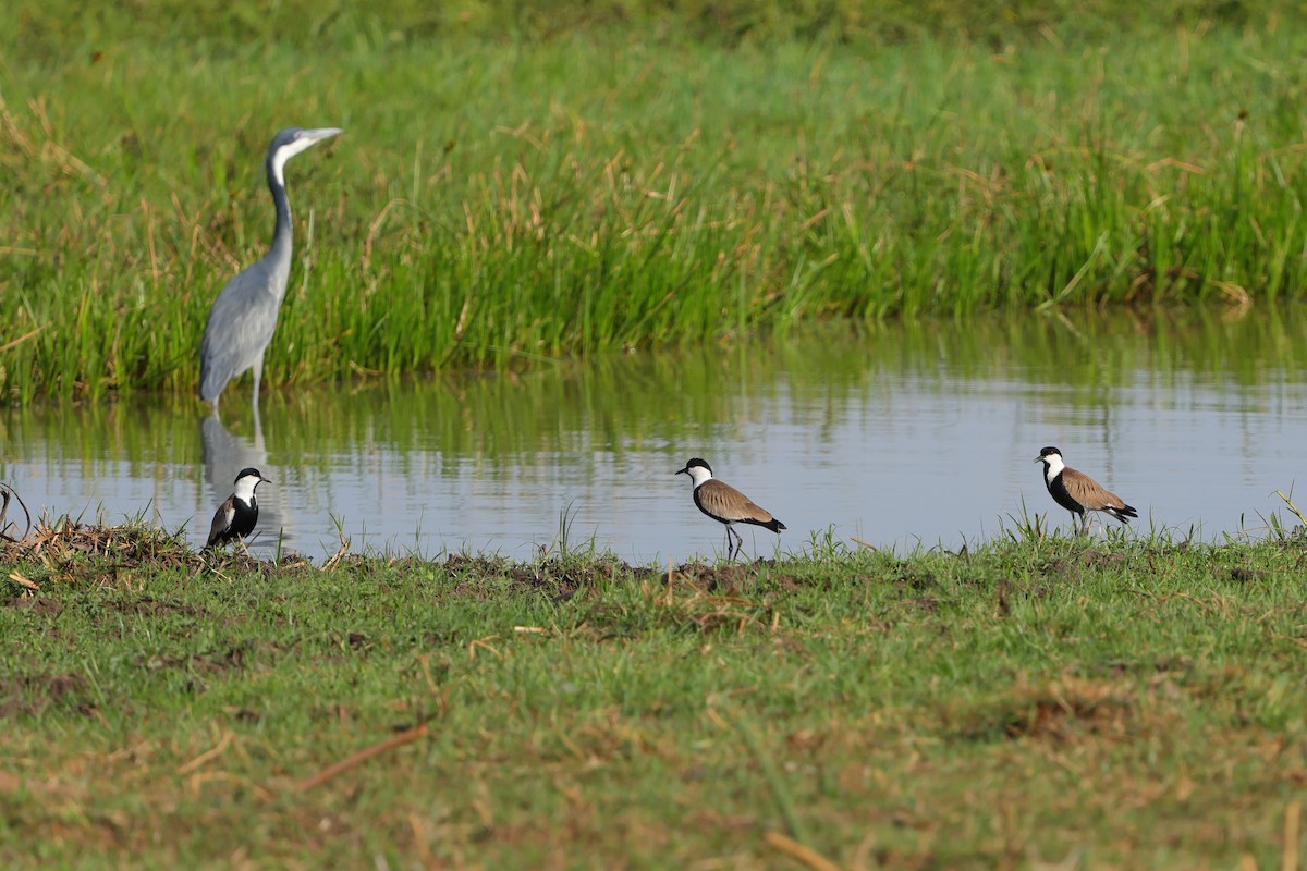 Vanneau à éperons - ML645538381