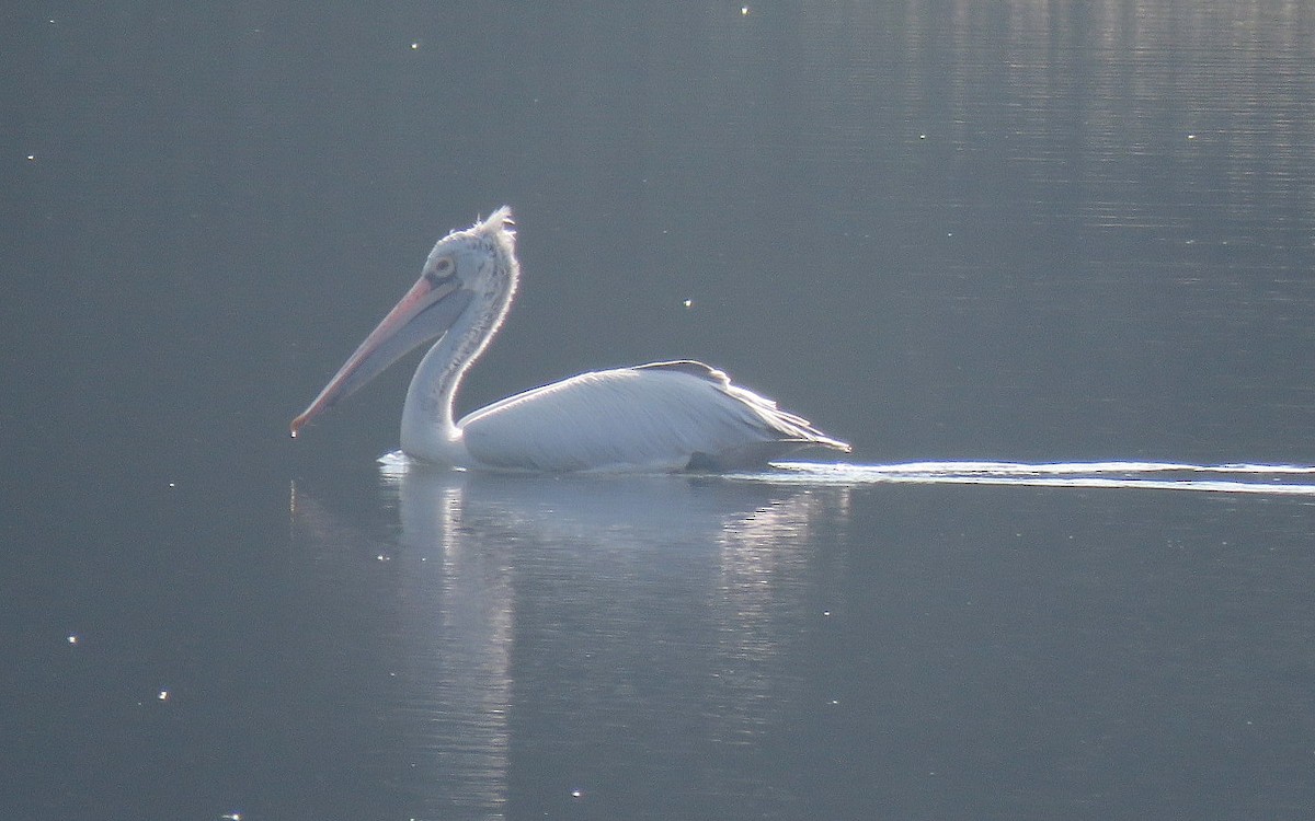 Pelikano tantoduna - ML645538384