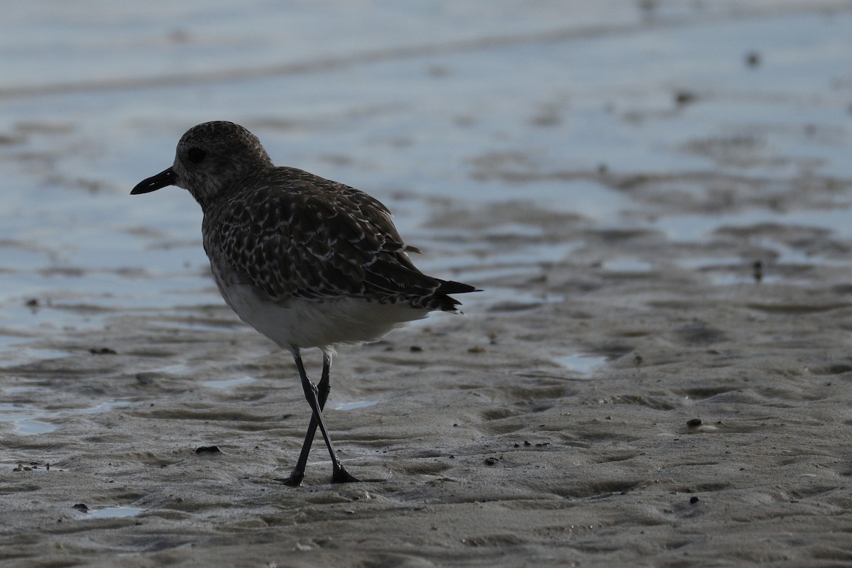 Chorlito Gris - ML645538397