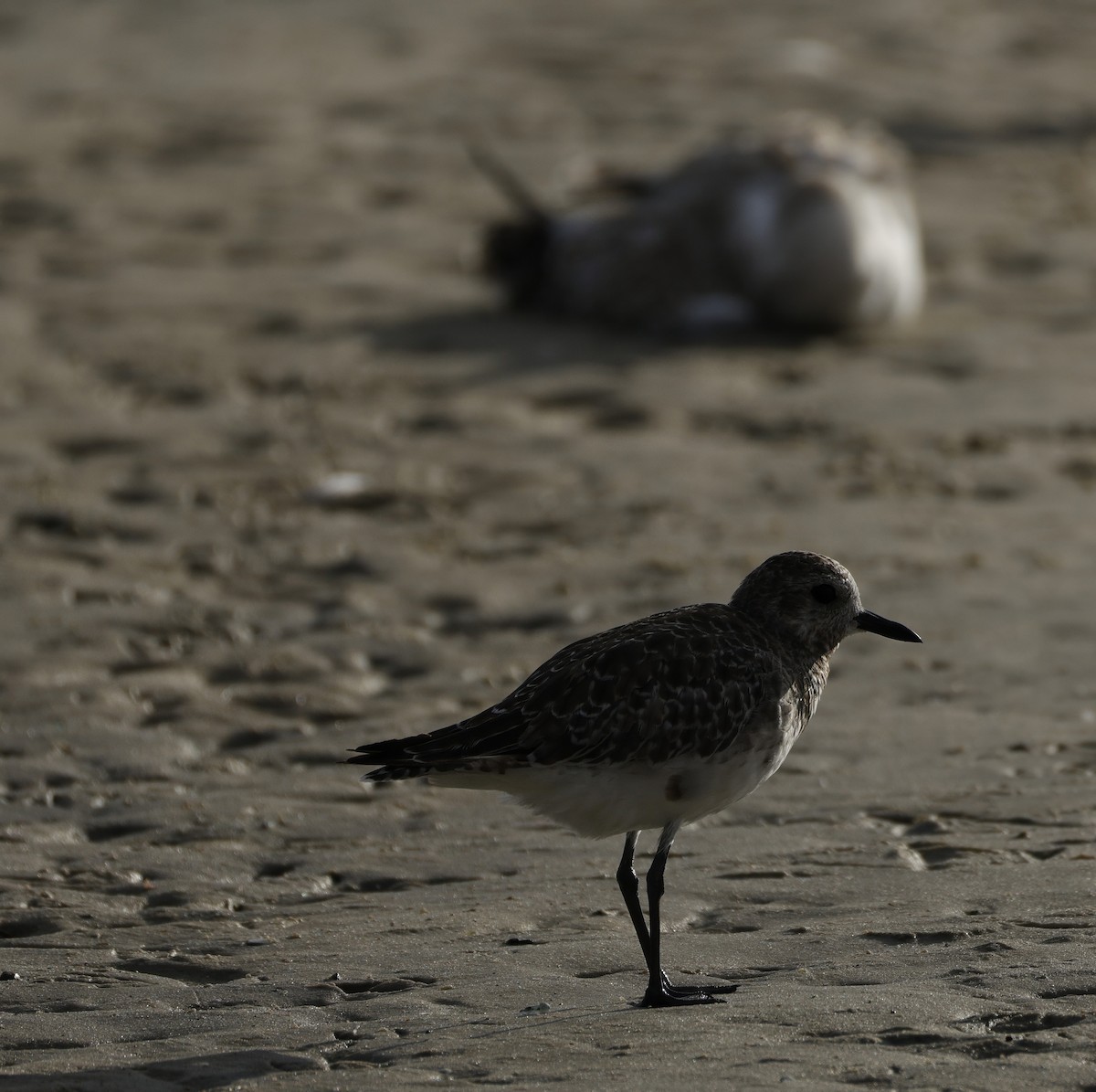 Chorlito Gris - ML645538398
