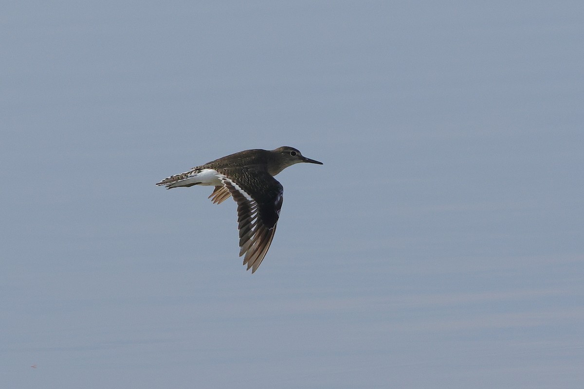 vodouš bahenní - ML645538422