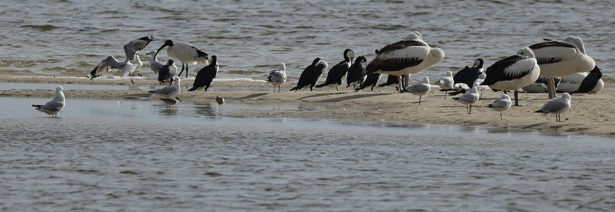Chevalier de Sibérie - ML645538441