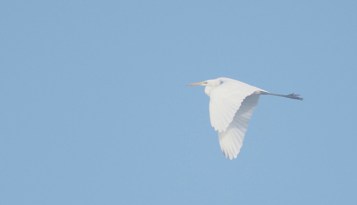 Garceta Grande - ML645538442