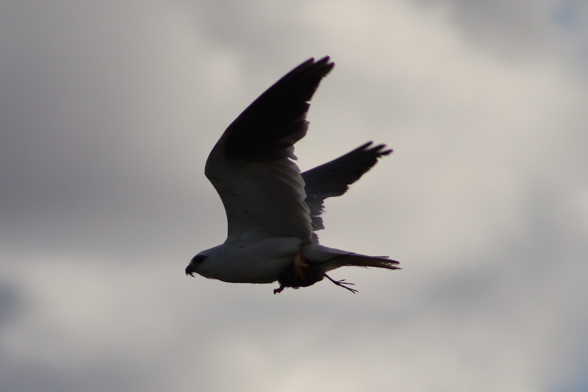 Black-shouldered Kite - ML645538443