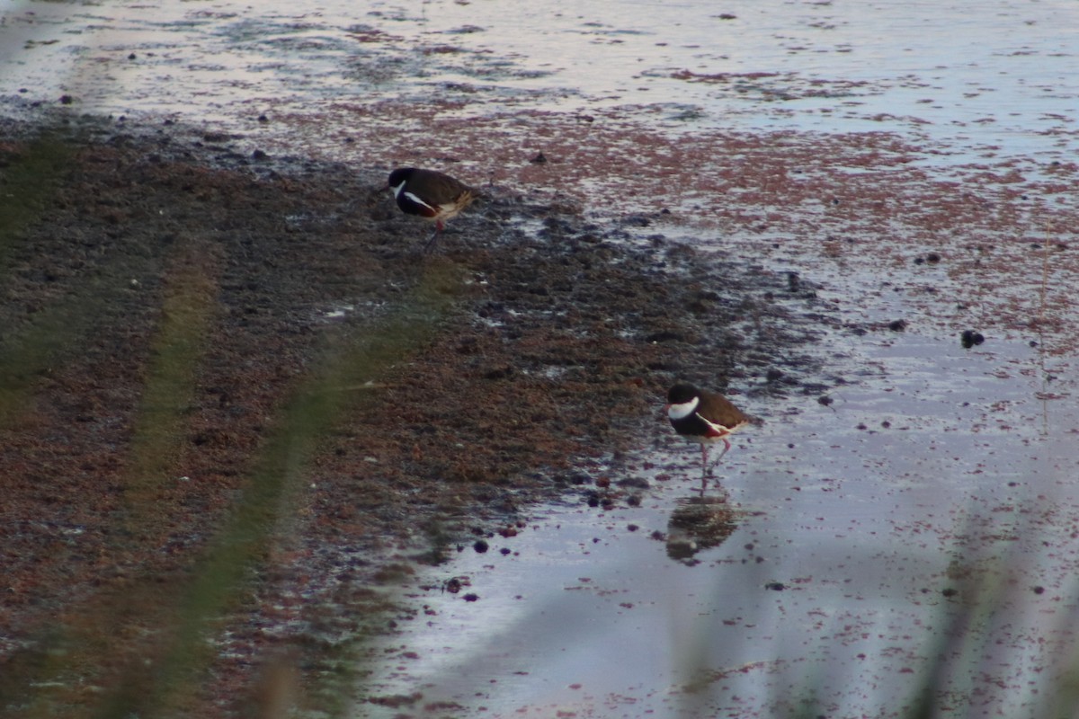 Red-kneed Dotterel - ML645538448