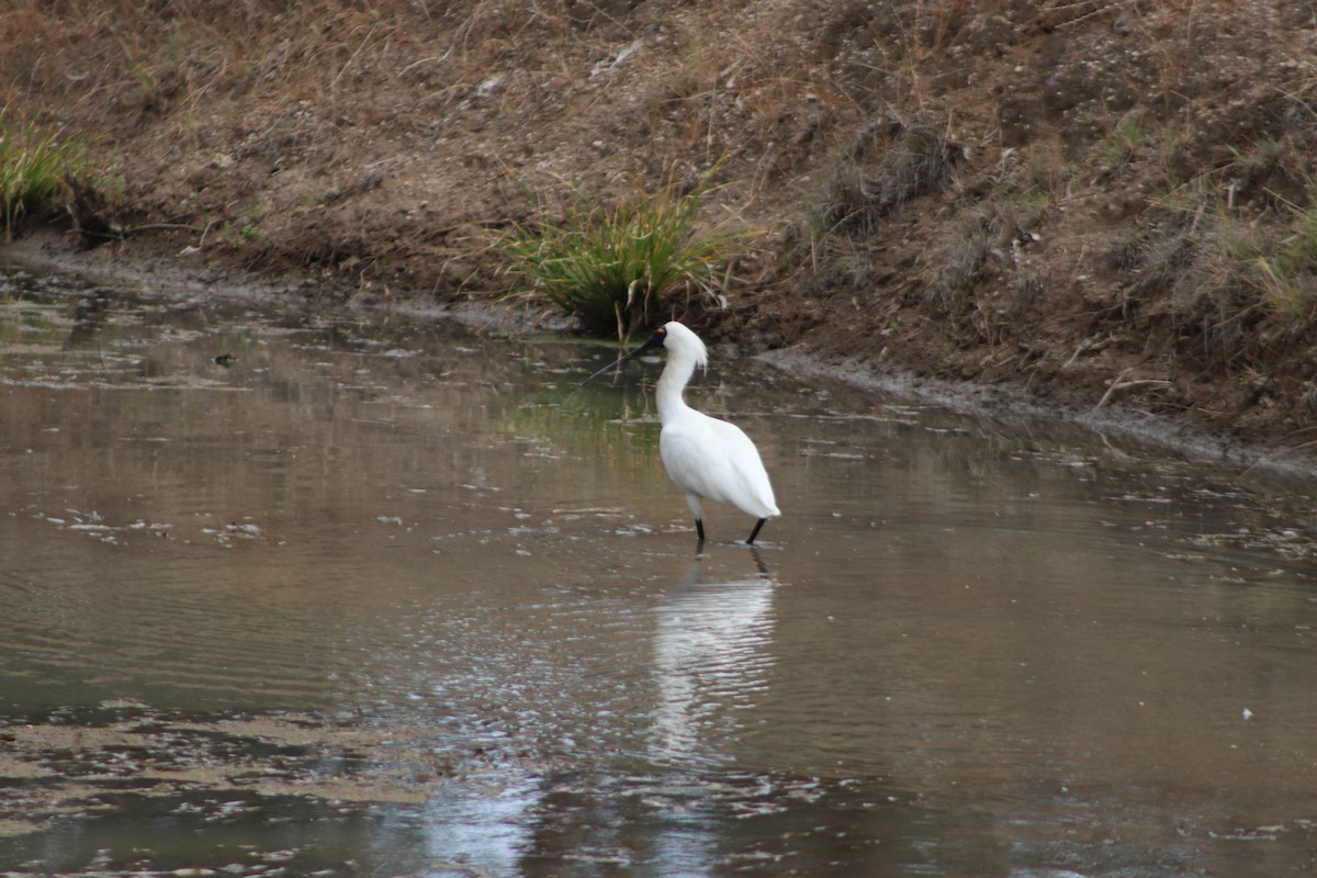 Royal Spoonbill - ML645538449