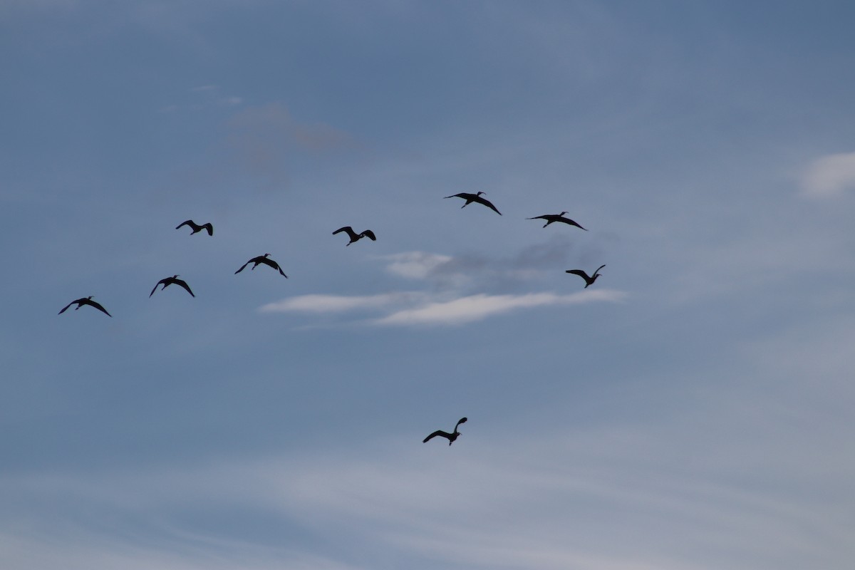 Glossy Ibis - ML645538457