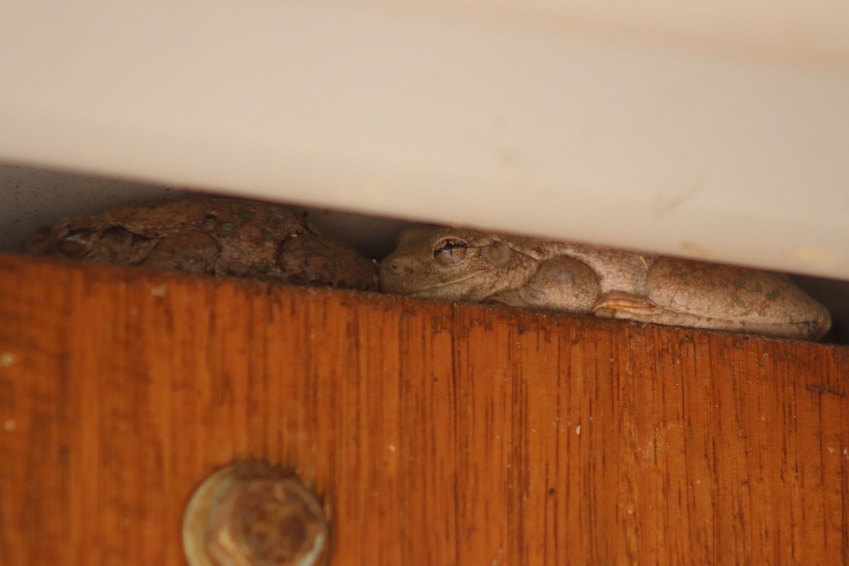 Frogs and Toads - ML645538461