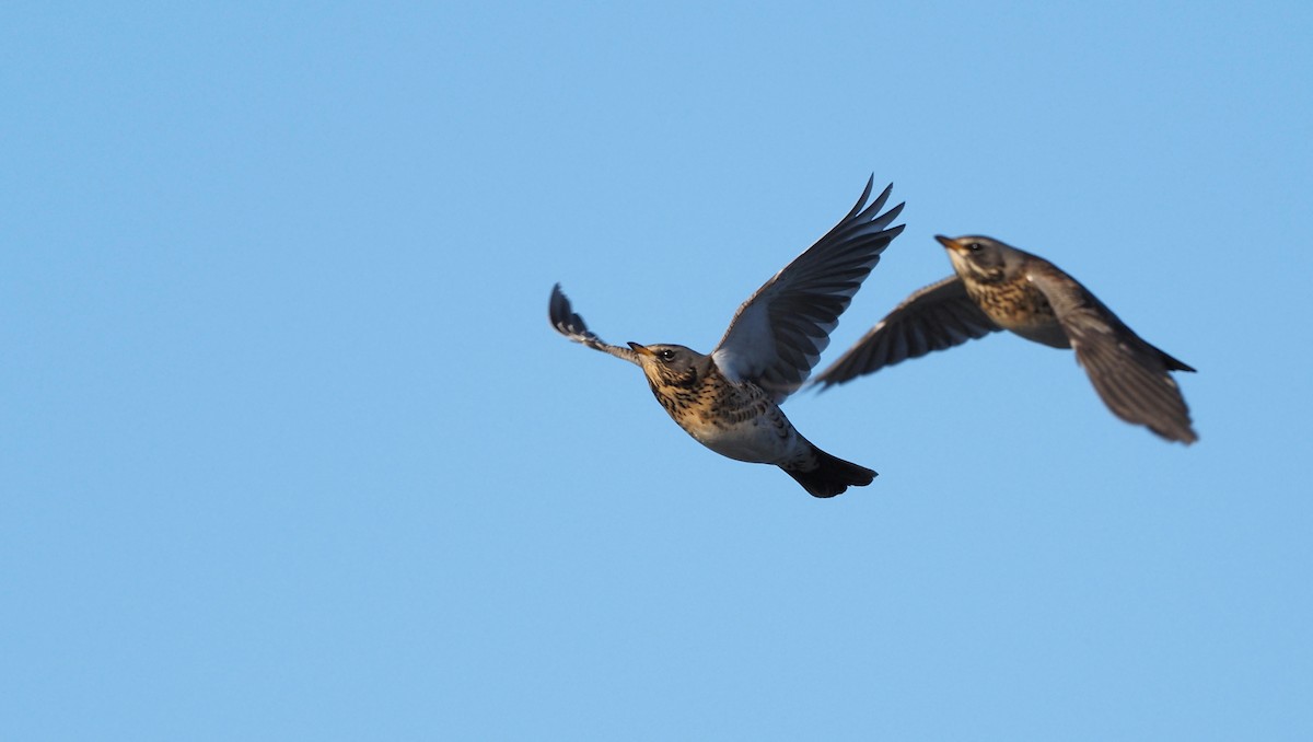 Fieldfare - ML645538462