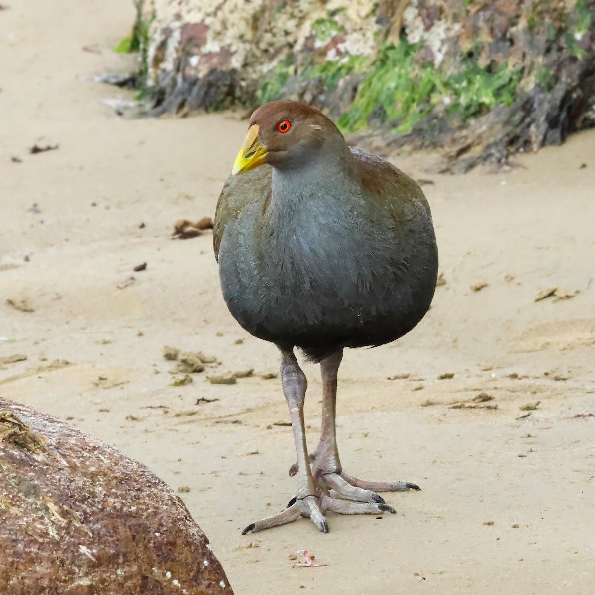 Tasmanian Nativehen - ML645538464