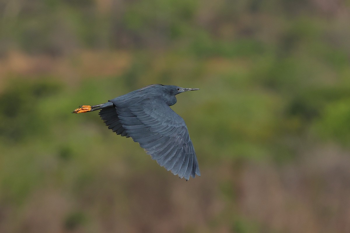 Black Heron - ML645538466